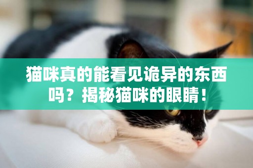 貓咪真的能看見詭異的東西嗎？揭秘貓咪的眼睛！