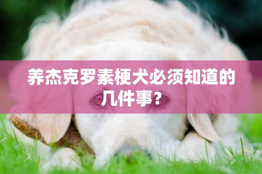 養杰克羅素梗犬必須知道的幾件事？
