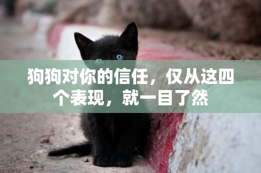狗狗對你的信任，僅從這四個表現，就一目了然
