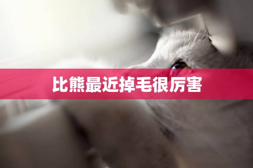 比熊最近掉毛很厲害