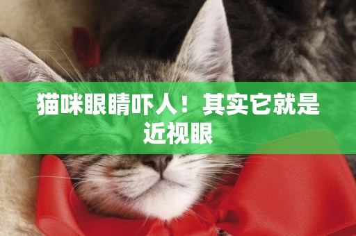 貓咪眼睛嚇人！其實它就是近視眼