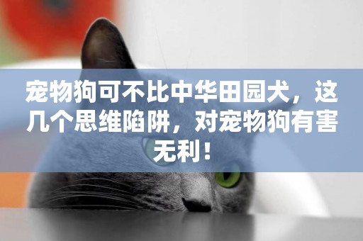 寵物狗可不比中華田園犬，這幾個思維陷阱，對寵物狗有害無利！