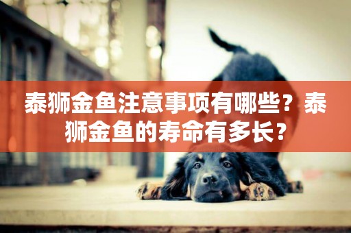 泰獅金魚注意事項有哪些？泰獅金魚的壽命有多長？