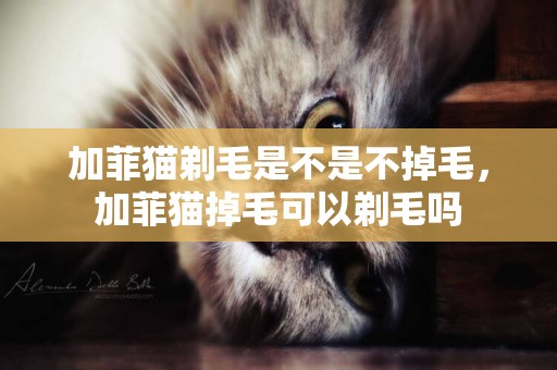 加菲貓剃毛是不是不掉毛，加菲貓掉毛可以剃毛嗎