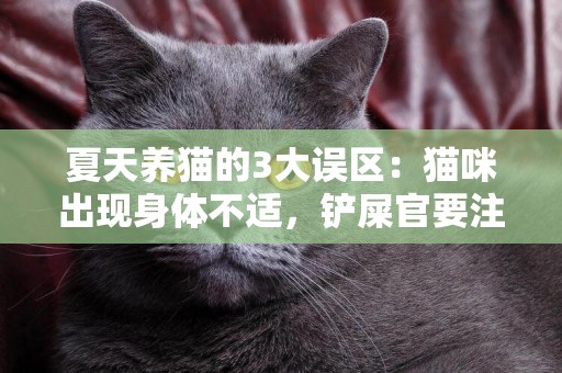 夏天養貓的3大誤區：貓咪出現身體不適，鏟屎官要注意