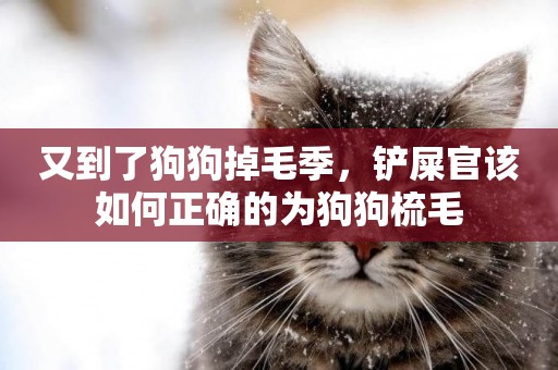 又到了狗狗掉毛季，鏟屎官該如何正確的為狗狗梳毛