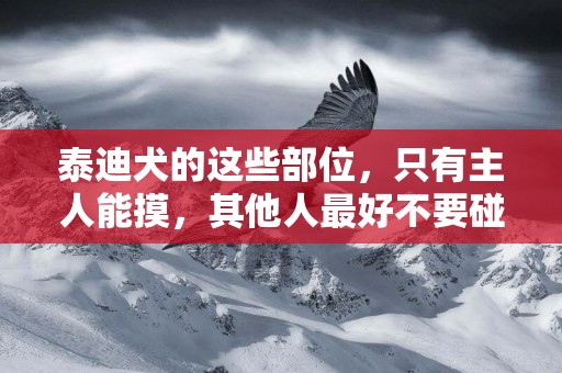 泰迪犬的這些部位，只有主人能摸，其他人最好不要碰！