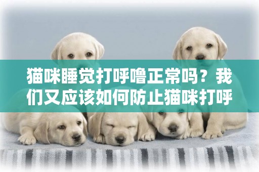 貓咪睡覺打呼嚕正常嗎？我們又應該如何防止貓咪打呼嚕呢？