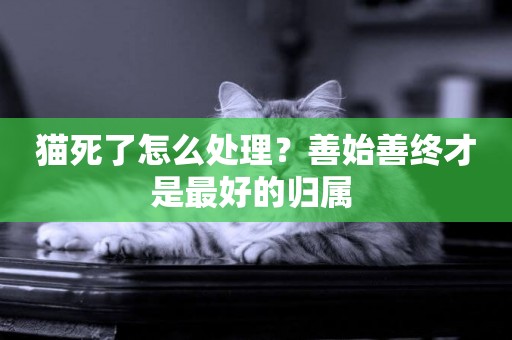 貓死了怎么處理？善始善終才是最好的歸屬 