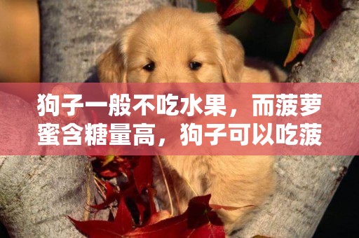狗子一般不吃水果，而菠蘿蜜含糖量高，狗子可以吃菠蘿蜜嗎