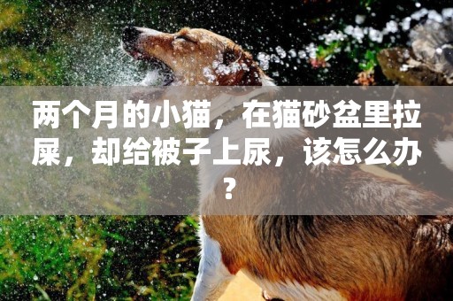 兩個月的小貓，在貓砂盆里拉屎，卻給被子上尿，該怎么辦？