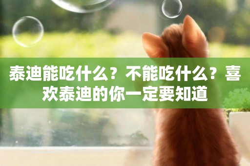 泰迪能吃什么？不能吃什么？喜歡泰迪的你一定要知道
