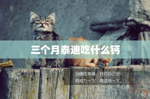 三個月泰迪吃什么鈣