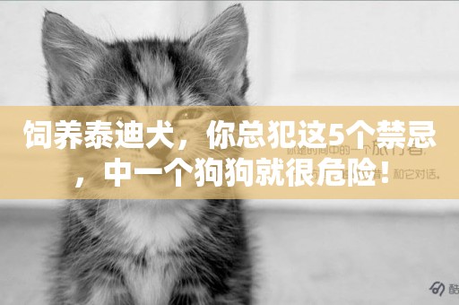 飼養泰迪犬，你總犯這5個禁忌，中一個狗狗就很危險！