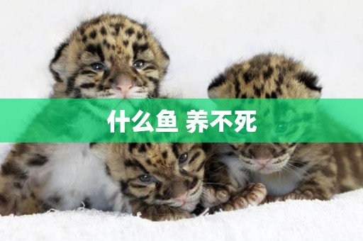什么魚 養不死