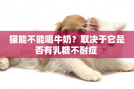 貓能不能喝牛奶？取決于它是否有乳糖不耐癥 