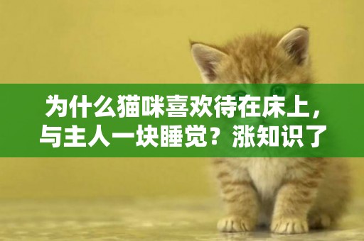 為什么貓咪喜歡待在床上，與主人一塊睡覺？漲知識了