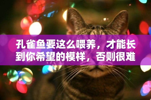 孔雀魚要這么喂養，才能長到你希望的模樣，否則很難美麗動人
