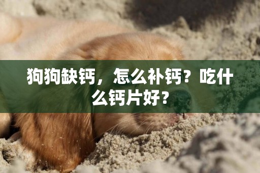 狗狗缺鈣，怎么補鈣？吃什么鈣片好？