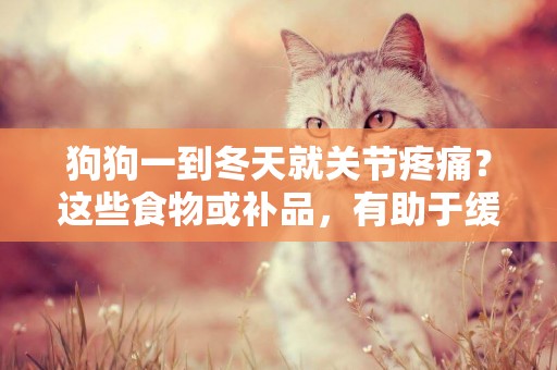 狗狗一到冬天就關節疼痛？這些食物或補品，有助于緩解