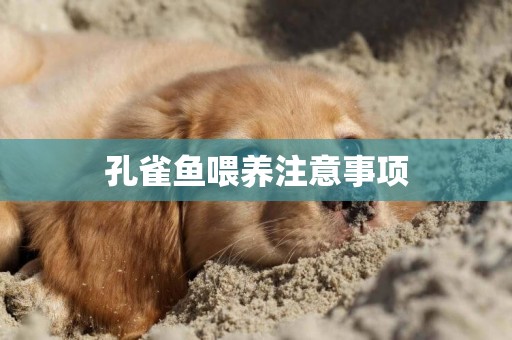 孔雀魚喂養注意事項