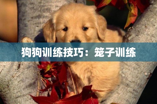 狗狗訓練技巧：籠子訓練