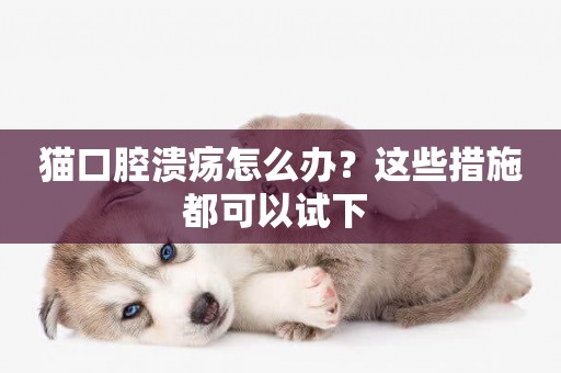 貓口腔潰瘍怎么辦？這些措施都可以試下 