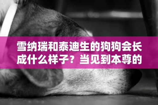 雪納瑞和泰迪生的狗狗會長成什么樣子？當見到本尊的時候，萌翻了