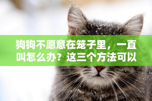 狗狗不愿意在籠子里，一直叫怎么辦？這三個方法可以試試