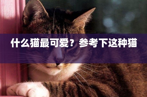 什么貓最可愛？參考下這種貓 