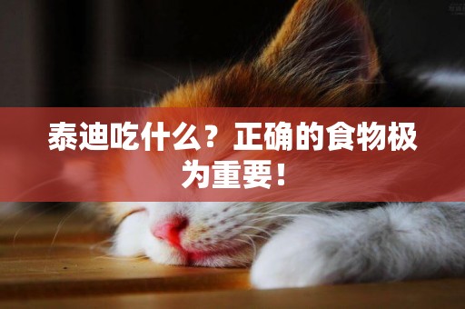 泰迪吃什么？正確的食物極為重要！