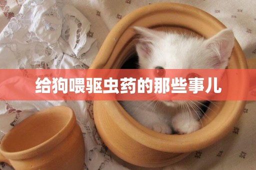 給狗喂驅蟲藥的那些事兒