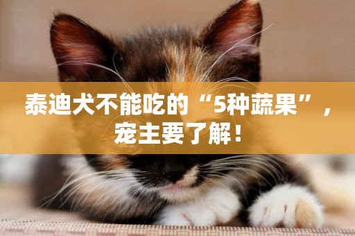 泰迪犬不能吃的“5種蔬果”，寵主要了解！