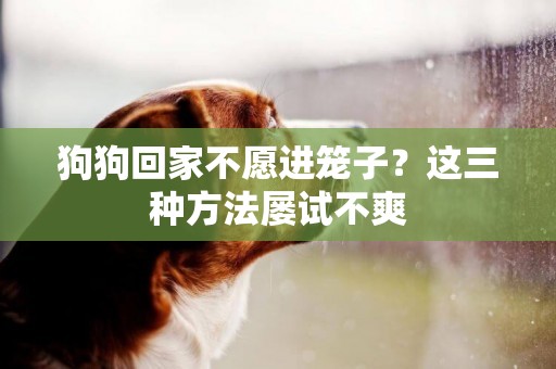 狗狗回家不愿進籠子？這三種方法屢試不爽