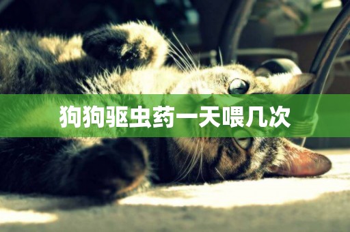 狗狗驅蟲藥一天喂幾次