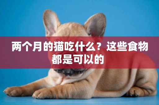 兩個月的貓吃什么？這些食物都是可以的 