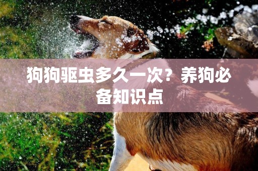 狗狗驅蟲多久一次？養狗必備知識點