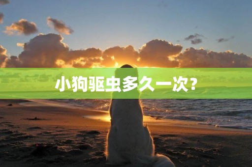 小狗驅蟲多久一次？