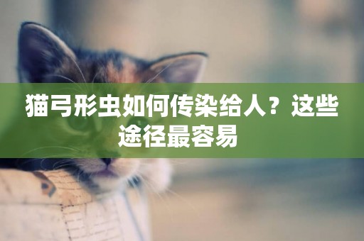 貓弓形蟲如何傳染給人？這些途徑最容易 