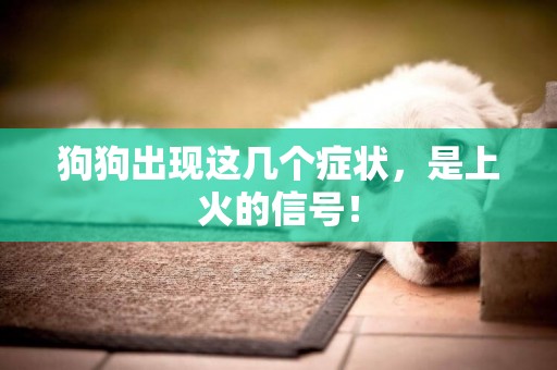 狗狗出現這幾個癥狀，是上火的信號！