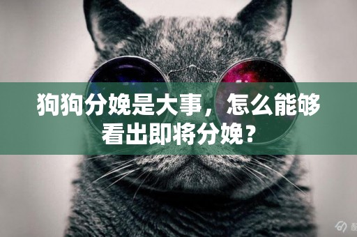 狗狗分娩是大事，怎么能夠看出即將分娩？
