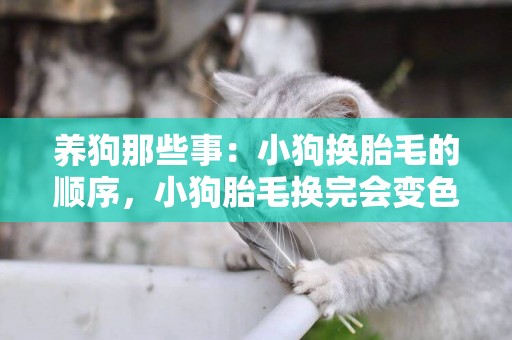 養狗那些事：小狗換胎毛的順序，小狗胎毛換完會變色嗎
