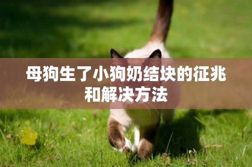 母狗生了小狗奶結塊的征兆和解決方法