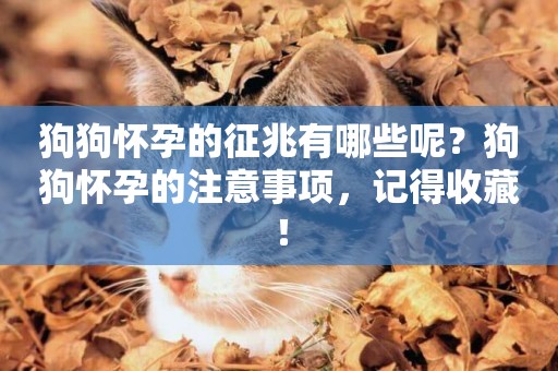 狗狗懷孕的征兆有哪些呢？狗狗懷孕的注意事項，記得收藏！