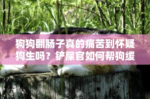 狗狗翻腸子真的痛苦到懷疑狗生嗎？鏟屎官如何幫狗緩解癥狀？