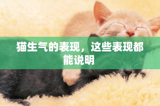 貓生氣的表現，這些表現都能說明 