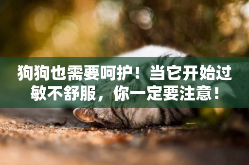 狗狗也需要呵護！當它開始過敏不舒服，你一定要注意！