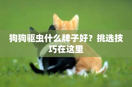 狗狗驅蟲什么牌子好？挑選技巧在這里