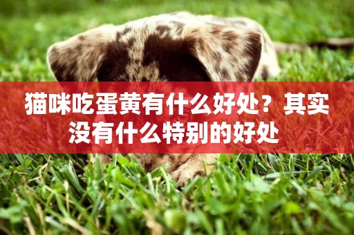 貓咪吃蛋黃有什么好處？其實沒有什么特別的好處 