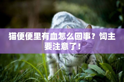 貓便便里有血怎么回事？飼主要注意了！